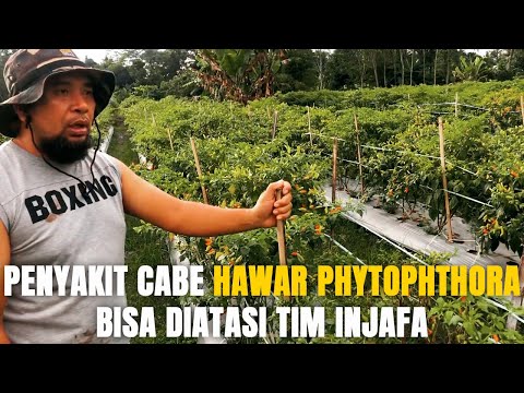 Video: Apakah hawar Phytophthora?