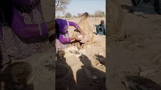 Shocking Scene 😱 Strange Object Removed from Camel | Unbelievable Desert Moment