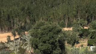 ABRUNHEIRA