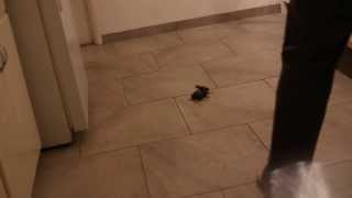 Beta Dash prototype test