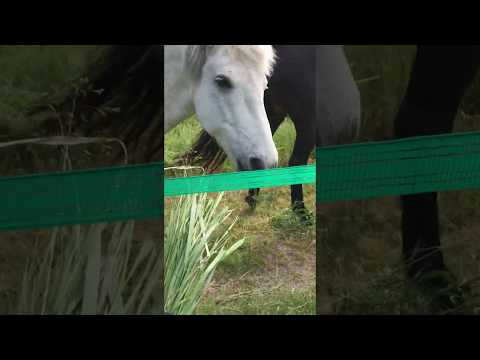 Video: Hur Man Matar En Häst