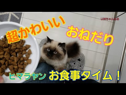 もふもふ ヒマラヤンのラムちゃんのお食事 かわいいおねだり Youtube