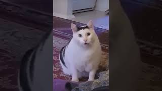 video 2😂😂 #foryou #funnyvideo #memes #jokes #unitedstates #united #best #laugh #new #riot #meme