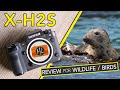 Fujifilm xh2s review for wildlife and birds in flight
