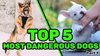 TOP 5 Killer Dogs - Part 1 by Paw and Claw 45 views 1 year ago 1 minute, 29 seconds