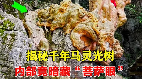 揭秘千年马灵光树，奇形怪状盘踞岩石之上，内部竟暗藏“菩萨眼”！【乡村阿泰】 - DayDayNews