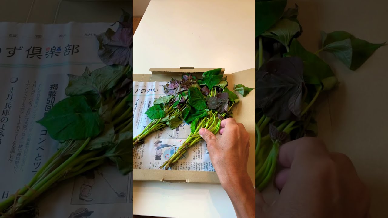 聖*様 ⑱大きめ苗! 青鬼❣️赤鬼❣️もみじ飴❣️三日月❣️6苗メルカリ便送料込 ⑱大きめ苗! 青鬼❣️赤鬼❣️もみじ飴❣️三日月❣️6苗