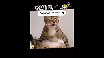 khaby lame react _Funny Cat #shorts #viralshorts #viral