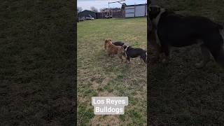 Maia helping me round up the dogs. #smart #bulldog #thisise #losreyesbulldogs #shorts ##shortsvideo
