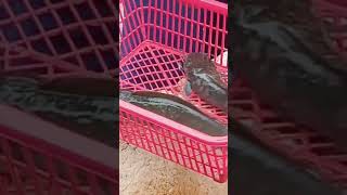 Ternyata ini Cara Penjual Lele Menyiangi Lele Segar😲😲