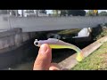 Creek and canal fishing for snook with doa and zman lures