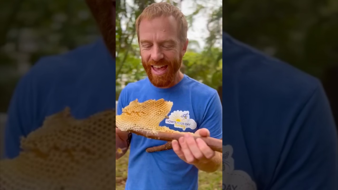Fresh honeycomb on a stick courtesy of the Bees 