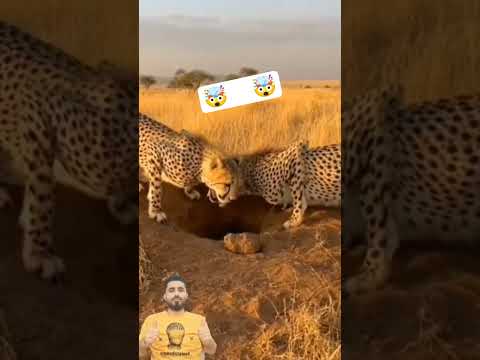 الخنزير الذكي برغشهم ويهزم فحيح النمور Shorts Short الحيوانات