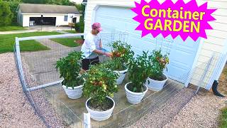 Free Food from a Container GARDEN Big Money Saver! Fruit Trees!