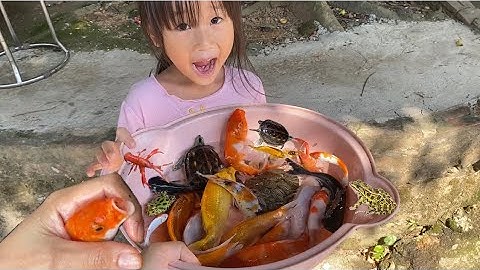 Vui học cùng bé-Giải cứu cá coi, cá mập,tôm,rùa,ếch đẹp dễ thương.Học tên,màu sắc cùng bé chip nha