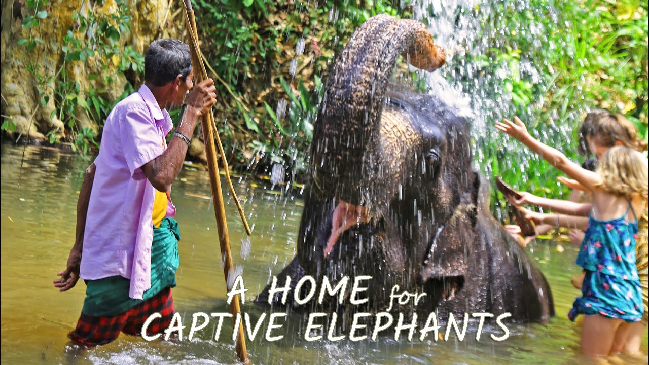 THE MILLENNIUM ELEPHANT FOUNDATION: A HOME FOR CAPTIVE ELEPHANTS