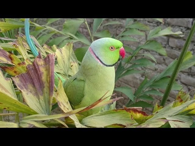 Saucy Parrot Calls His Friends On Zoom. His Owner Is In Stitches 