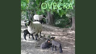 Ovečka - Bláznova ukolébavka