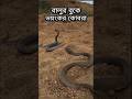 বালুর উপর দুই কোবরার অবাধ বিচরণ। ভয়ংকর অথন মনোমুগ্ধকর দৃশ্য