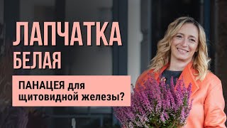 Лапчатка белая - полезные свойства и лечение заболеваний щитовидки. Фитотерапия щитовидной железы