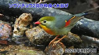 ２羽のソウシチョウが交互に水浴び（音量を下げて再投稿）