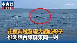 花蓮海域發現大翅鯨母子 推測與台東屏東同一對