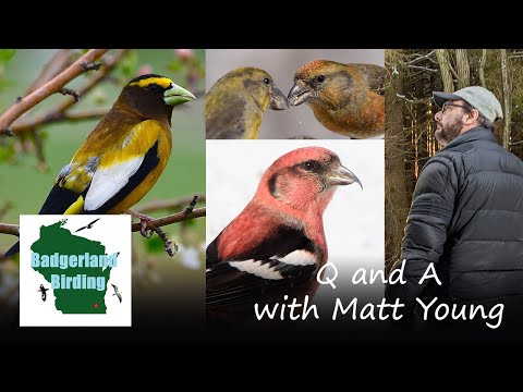 Winter Finch Q and A with Matt Young