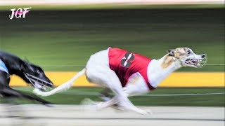 Greyhounds  8 dogs  Track race