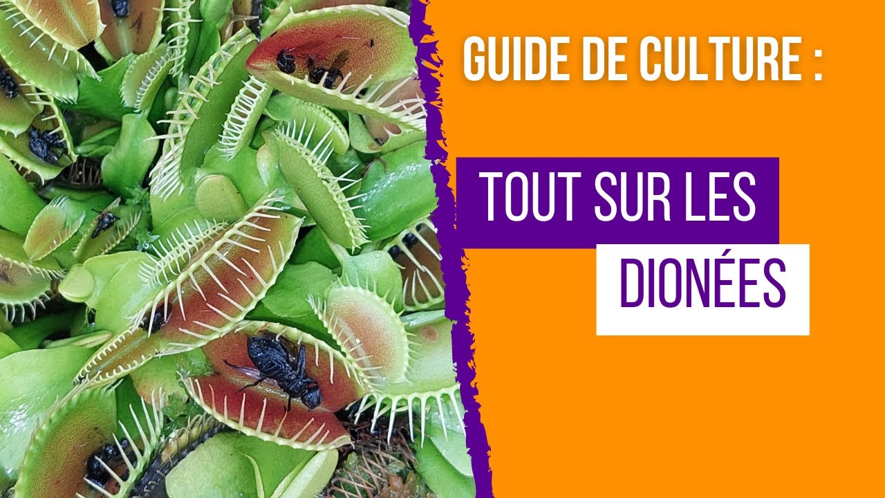 Guide complet de culture de la Dionaea Muscipula : Étonnez vos amis avec cette plante carnivore! 🌱😮!