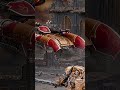 FINALLY a Plastic Custodes Tank! First look at the NEW Caladius Annihilator Grav Tank #horusheresy