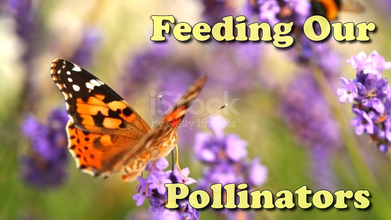 Week 15 | How to Invite Pollinators to Your Garden | 52 Weeks of ...