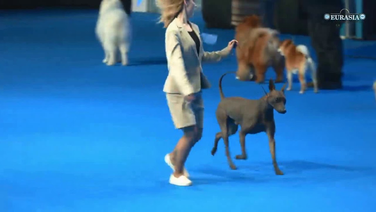 Выставка Евразия 23.02.2019. Бэст 5 группы.