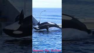 トレーナーさん自らずぶ濡れ♥最高のファンサパフォーマンス!! #Shorts #鴨川シーワールド #シャチ #kamogawaseaworld #orca #killerwhale