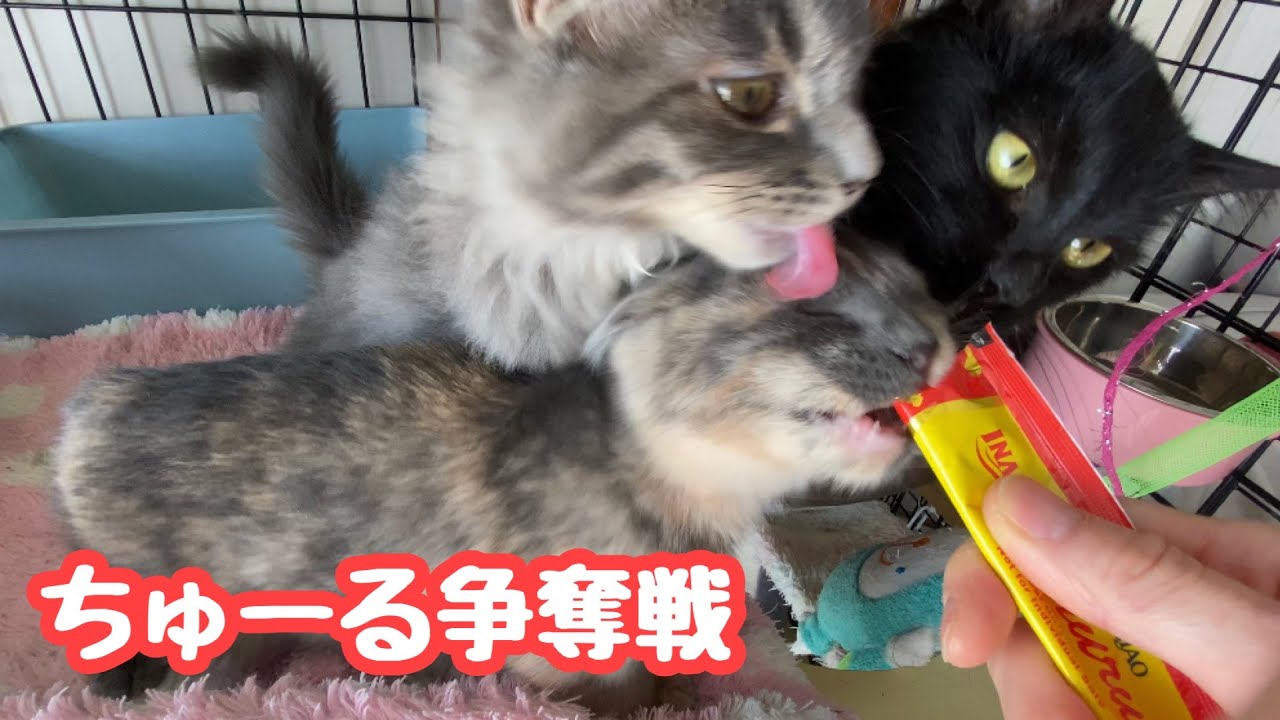 ちゅーる争奪戦＆愛に飢えていた多頭飼育崩壊レスキュー猫ももちゃんシスターズ【子猫ラッシュ2020秋#10】A kitten desperate