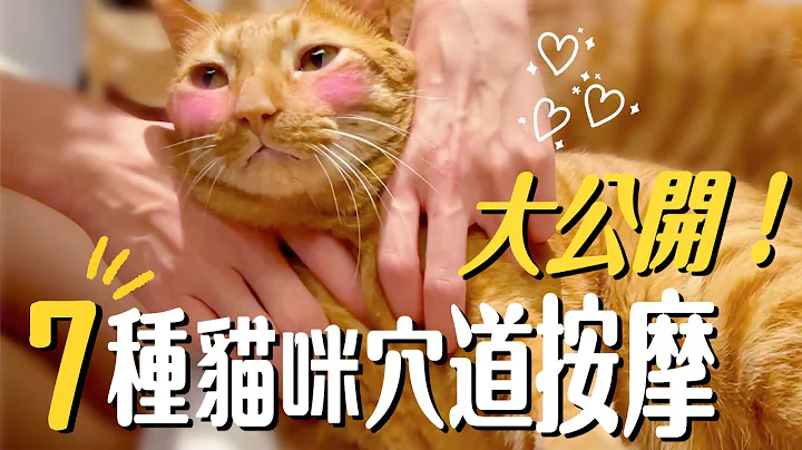 7种猫咪穴道按摩！让猫咪晚上一路好睡到天亮！｜ 吉妮普莉Cats Life - 天天要闻