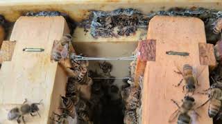 Really strange propolis!  What are the bees making it from?