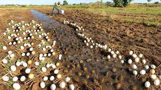 OMG ! Collect duck eggs and snails in the fields after heavy rains