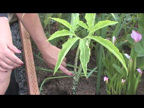 วีดีโอ: ต้น Voodoo Lily - เรียนรู้เกี่ยวกับการดูแล Voodoo Lilies