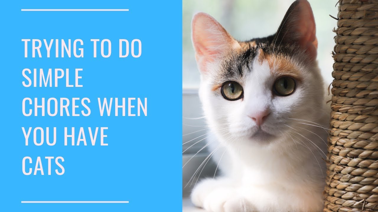 Trying To Do Simple Chores When You Have Cats | Sorry If This Gets A ...