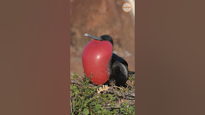 أغرب 3 طيور في العالم 🌍🦜✨