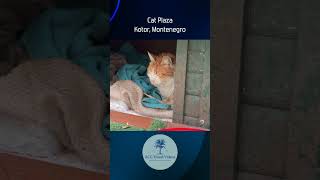Cat Plaza - Kotor, Montenegro