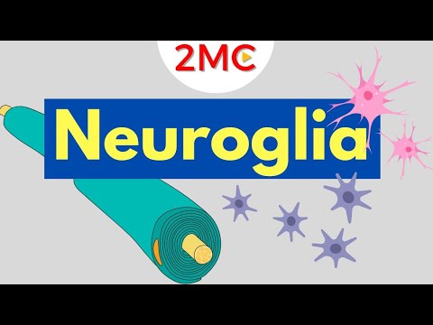 Video: Hvilket af følgende er ikke en neuroglia af cns?