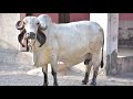 lildi gir cow sell Gujarat