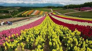 (4K) ฤดูร้อน ฮอกไกโด (Biei / Furano / Asahikawa / ทิวทัศน์ซัปโปโร)(เวอร์ชั่นยาว)