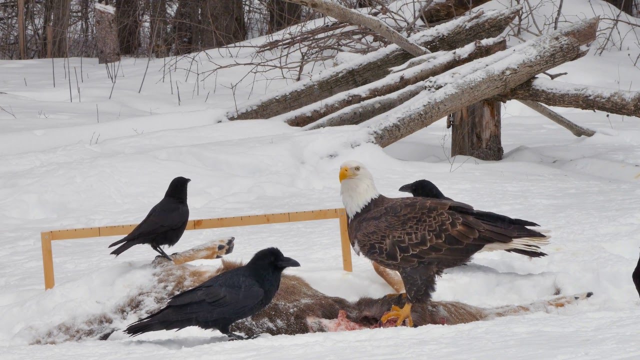 4K Bald Eagle Comes Down to Carcass