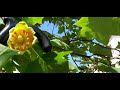 Мукачеве.  Вул.  Соборна.  Тюльпанове дерево (Liriodendron tulipifera).  16. 05. 2022 р.