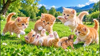🐱🐾 Kittens Chasing and Playing with a Little Puppy | Cute Cat Videos | Cat Sounds