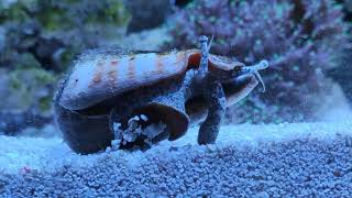 strombus snail 🐌 doing its work (clean up crew)