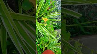 My Little Garden In Adler Is The Village Of Chereshnya. 19.08.24.