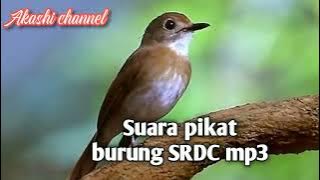 Suara Pikat Burung SRDC mp3